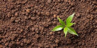 L'Élément Terre – Comment incarne-t-on la stabilité dans un monde en mouvement ?